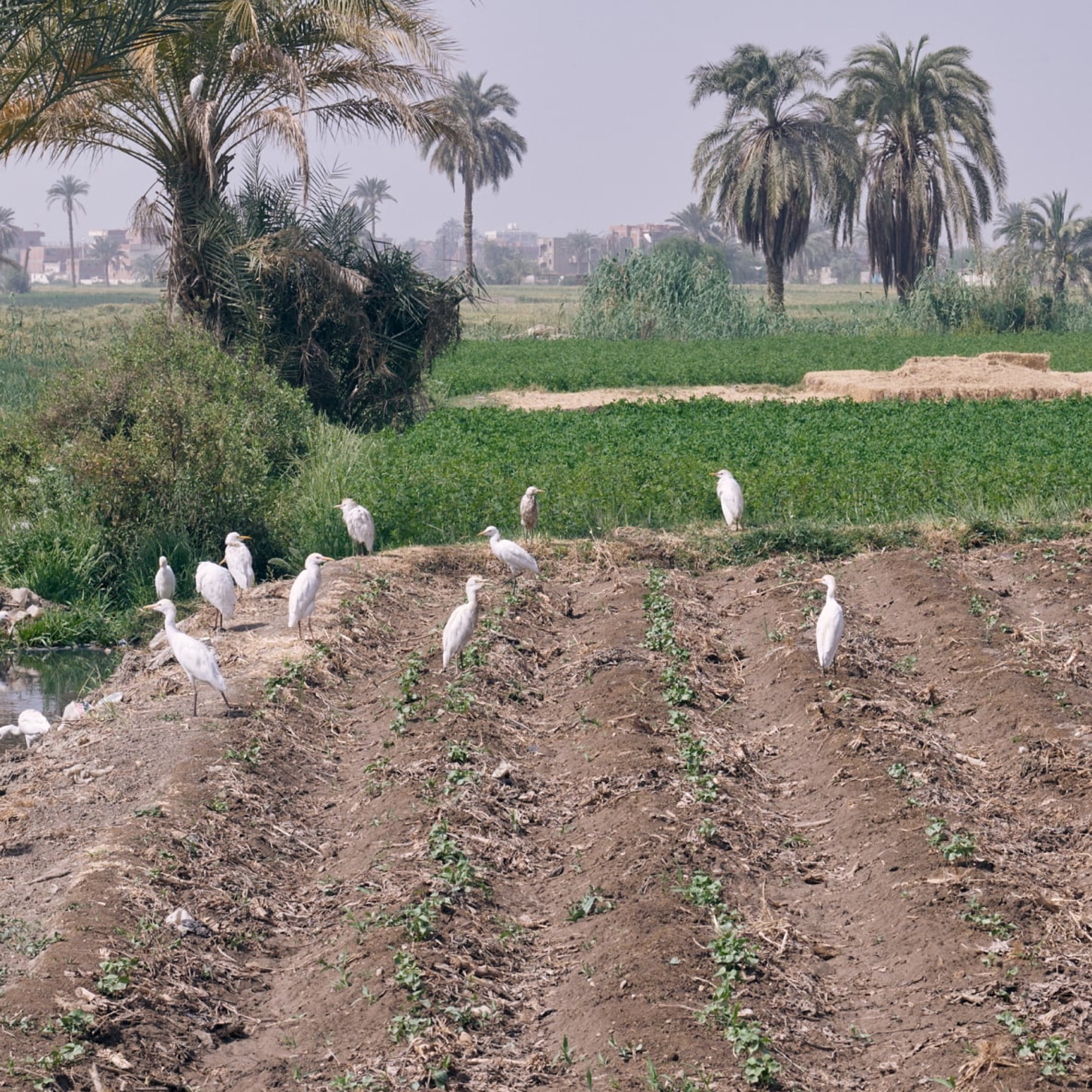 Egyptian cotton field, sprouting. Faiyum, Egypt.